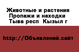 Животные и растения Пропажи и находки. Тыва респ.,Кызыл г.